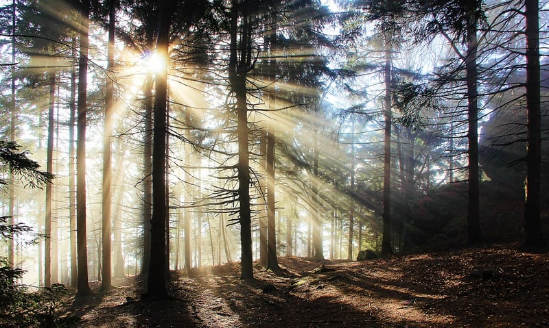 Enchanted Glades