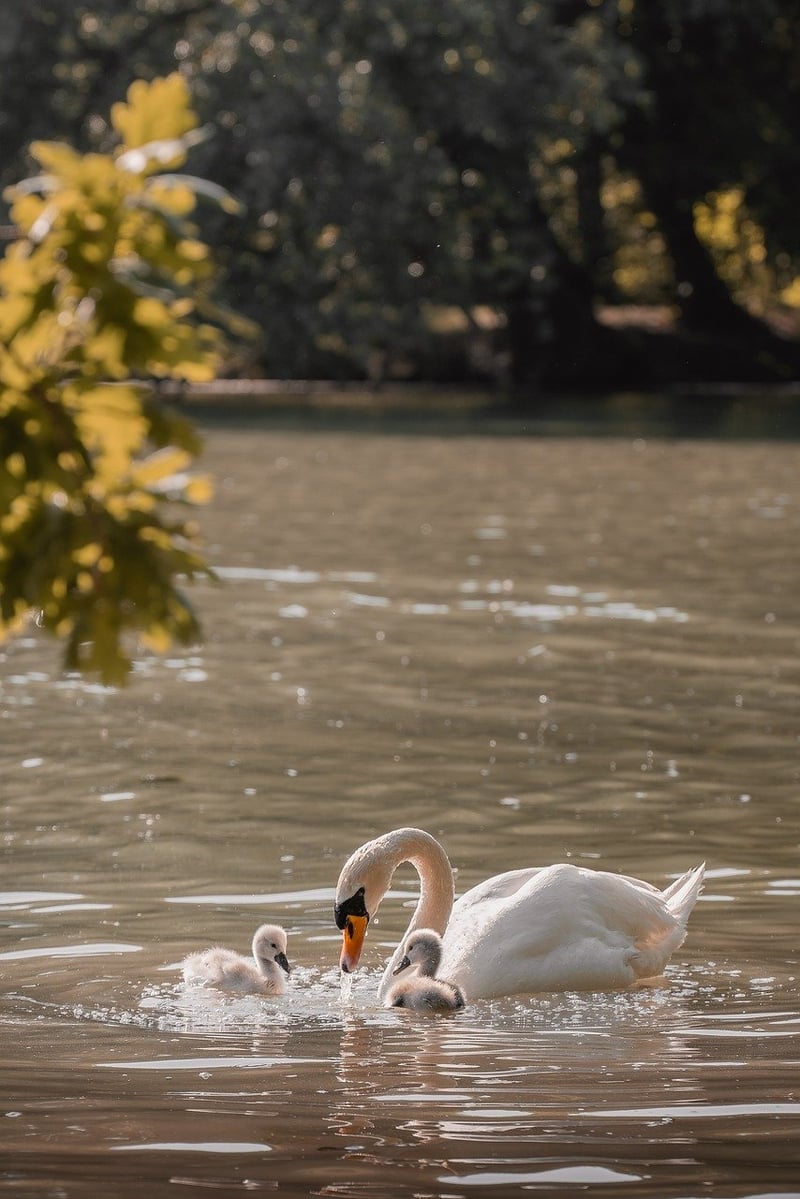 Magical Moments Shots